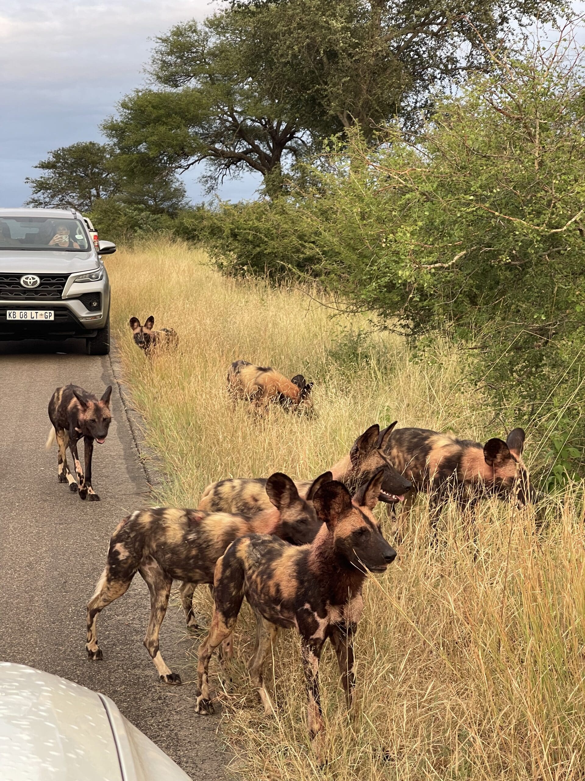 Travelbuddies at the Kruger Park